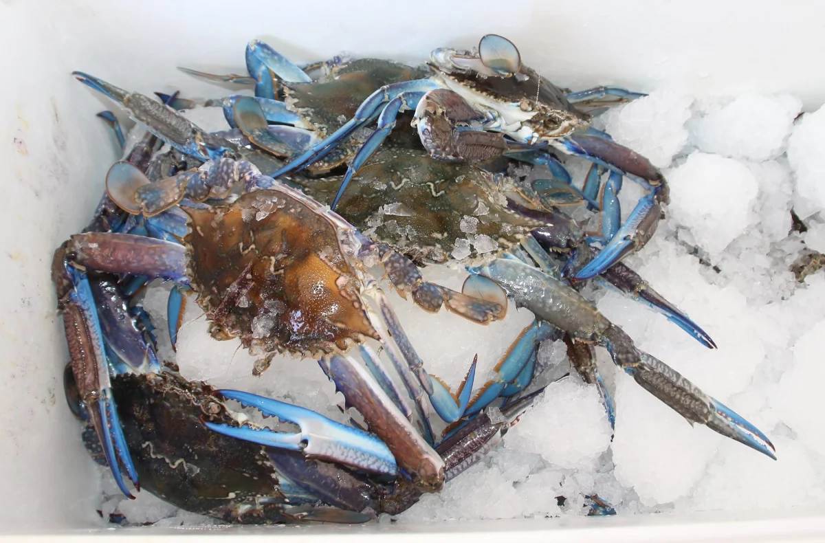 A Ceuna delicacy the Blue swimmer crab can be caught off the Ceduna Jetty